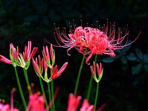 韶关市芙蓉山寺简介_芙蓉山寺